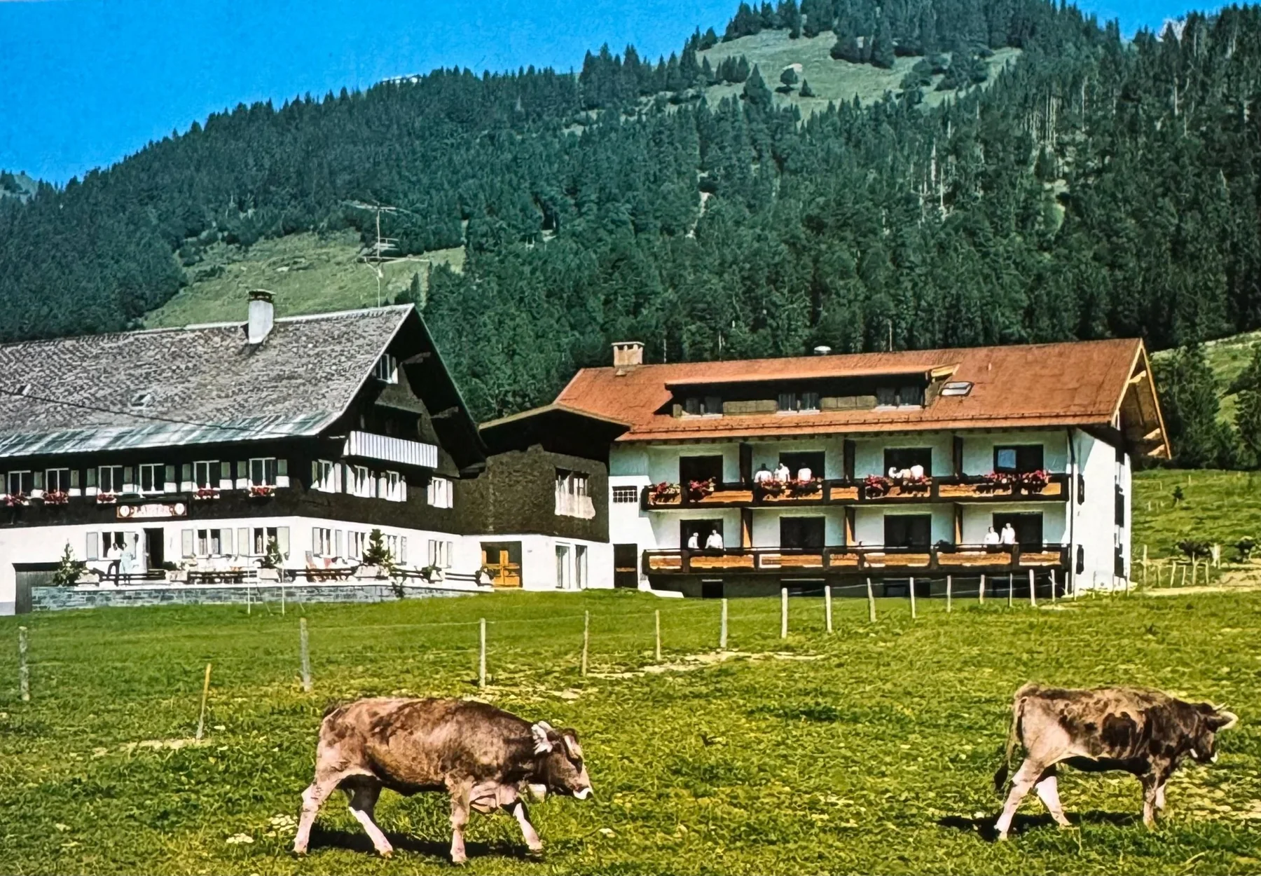 Der Almhof nach den Erweiterungen mit Kühen auf der Wiese