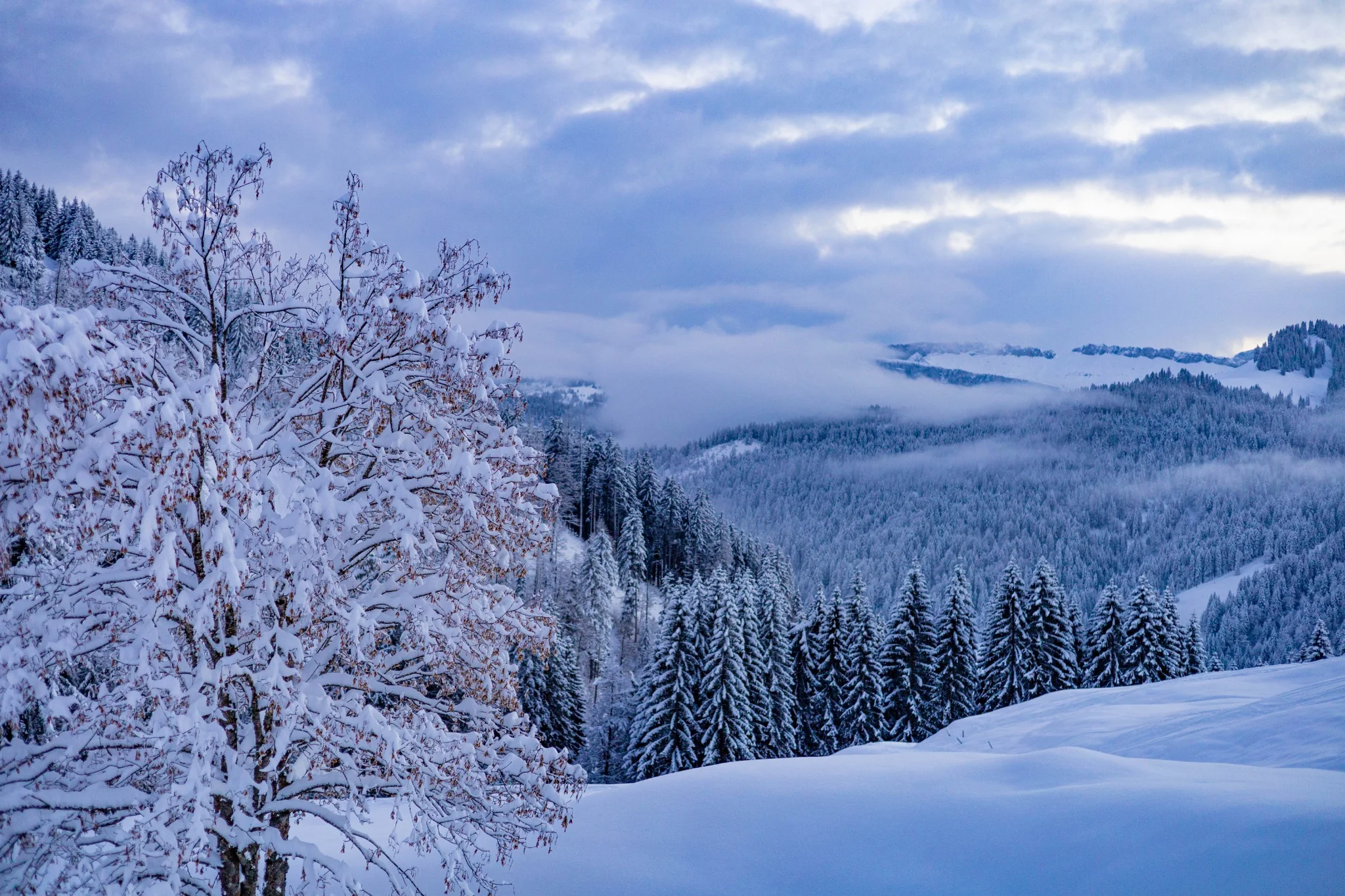 Weite verschneite Berglandschaft und tief verschneite Wälder bei Balderschwang